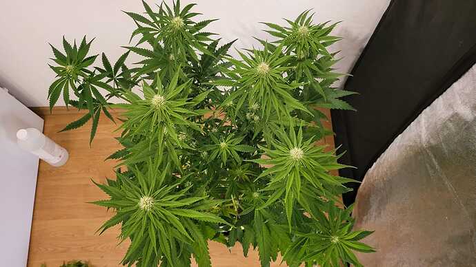 Growreport Bild 10