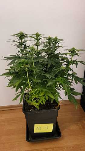 Growreport Bild 17