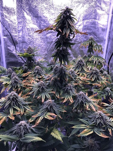 Growreport Bild 2
