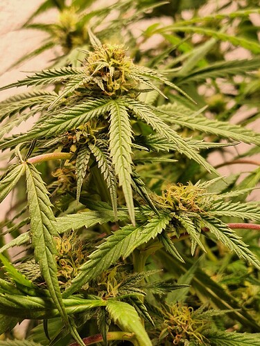 Growreport Bild 5