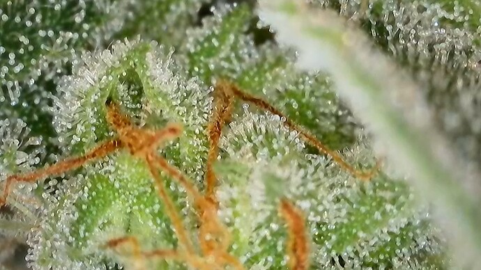 Growreport Bild 5