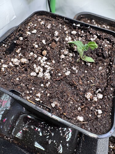 Growreport Bild 9
