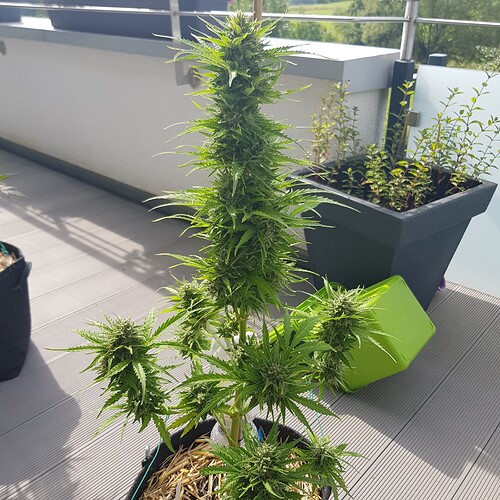 Growreport Bild 6