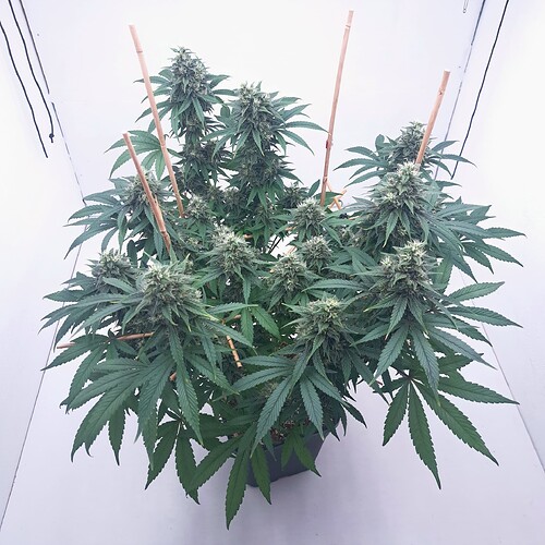 Growreport Bild 38