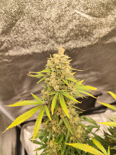 Growreport Bild 2