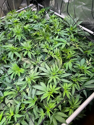 Growreport Bild 3