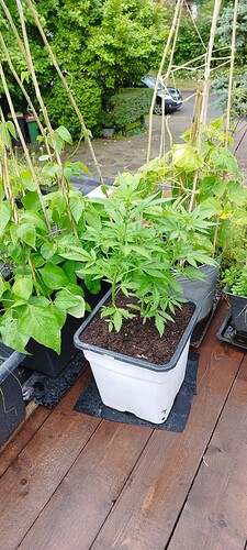 Growreport Bild 5