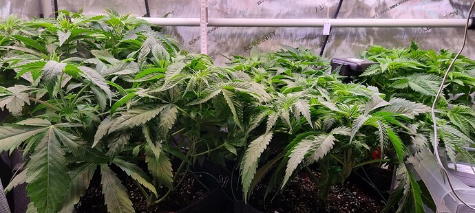 Growreport Bild 3