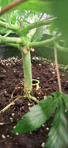 Growreport Bild 4