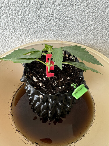 Growreport Bild 1
