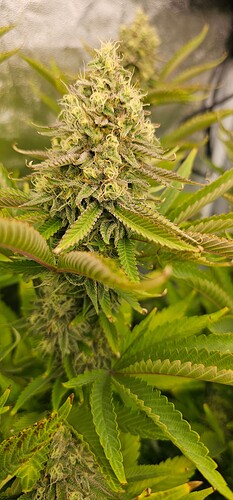 Growreport Bild 9