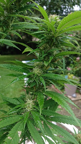 Growreport Bild 4