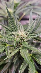 Growreport Bild 42
