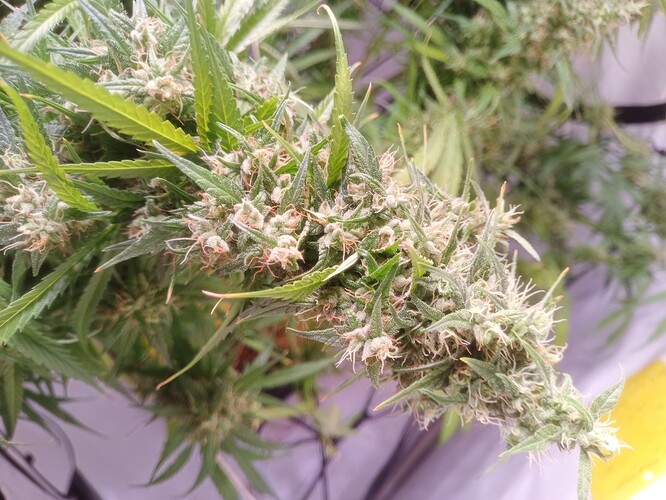 Growreport Bild 2