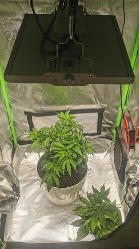 Growreport Bild 1