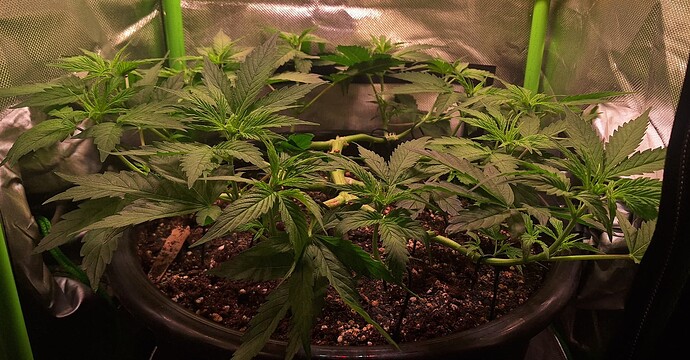 Growreport Bild 2