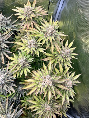 Nahaufnahme von mehreren blühenden Cannabis-Pflanzen in einem Grow-Zelt kurz vor der Ernte.