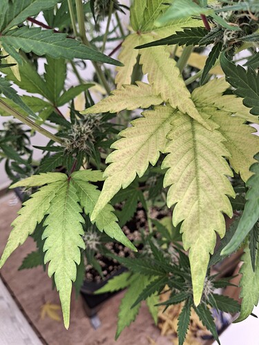 Growreport Bild 176