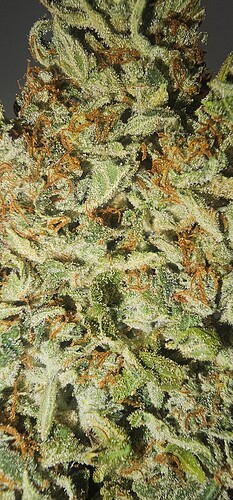 Growreport Bild 4
