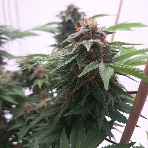 Growreport Bild 12