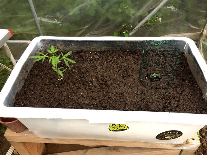 Grow26071307