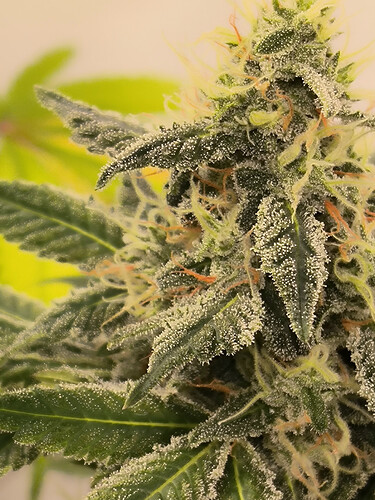Growreport Bild 9