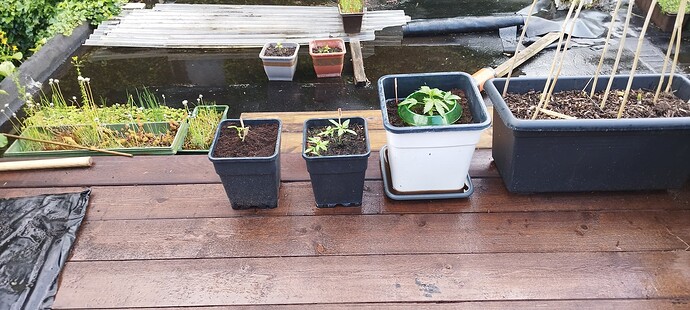 Growreport Bild 11