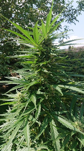 Growreport Bild 26