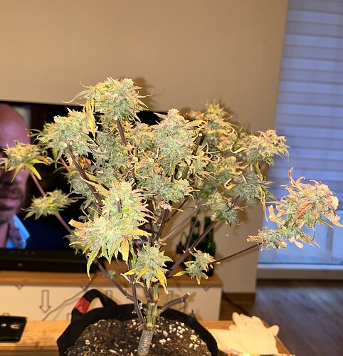 Growreport Bild 4