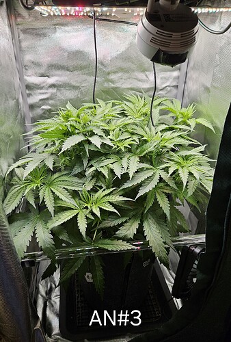 Growreport Bild 2