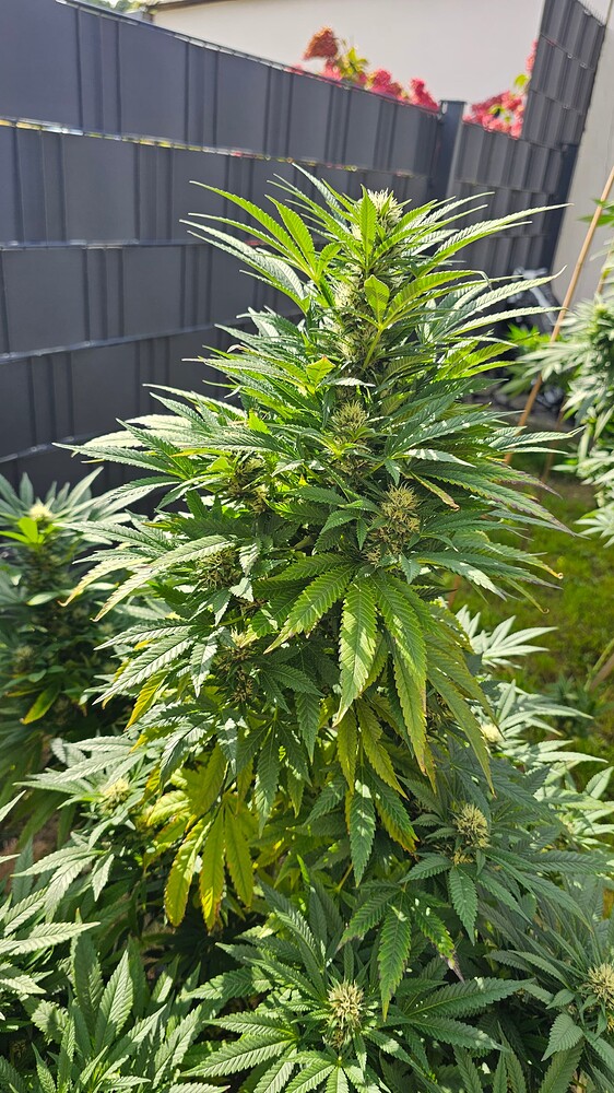 Kleines hanfblatt ist aufgefallen das es erlaubt ist GROW // OG Kush // OUTDOOR // VT-180 // viel schimmel