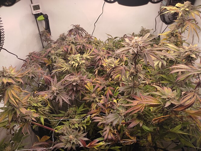 Growreport Bild 54