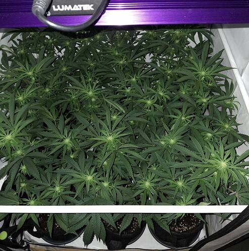 Growreport Bild 4