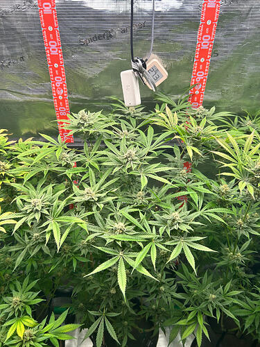 Drei Cannabis-Pflanzen in einer Growbox in der Blütephase, mit einem digitalen Thermometer/Hygrometer im Vordergrund.