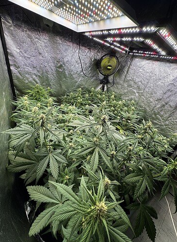 Growreport Bild 4