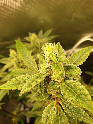 Growreport Bild 4