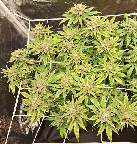 Growreport Bild 4