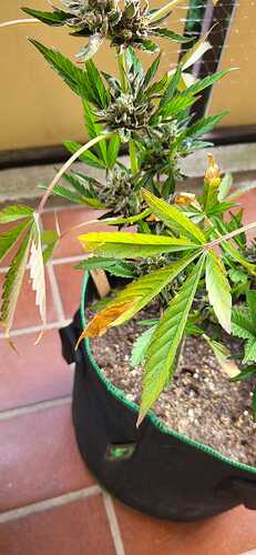 WhatsApp Image 2024-08-18 at 12.55.58(2)