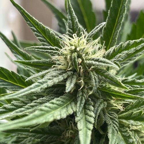 Growreport Bild 10