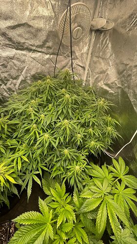 Zwei Cannabis-Pflanzen in einem Growzelt, eine große blühende Pflanze im Hintergrund und eine kleinere Pflanze im Vordergrund.