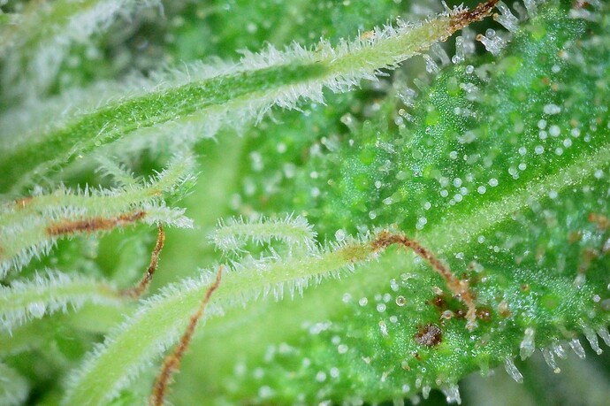 Grow25_1006_Trichome_EU_3
