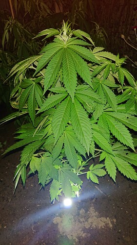 Growreport Bild 20