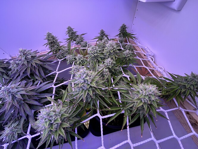 Zwei Cannabis-Pflanzen in der späten Blütephase unter einem Scrog-Netz in einem Grow-Schrank.
