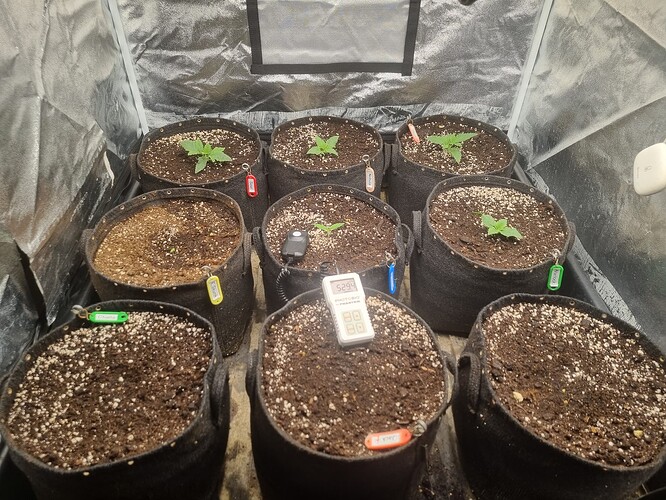 Mehrere junge Cannabispflanzen in Vlies-Töpfen unter einer Grow-Lampe, einige mit kleinen Namensschildern.