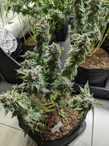 Growreport Bild 6