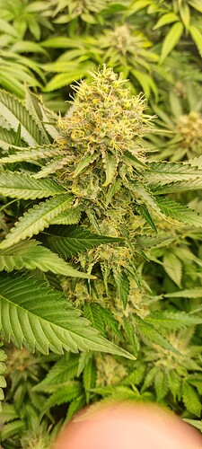 Growreport Bild 22