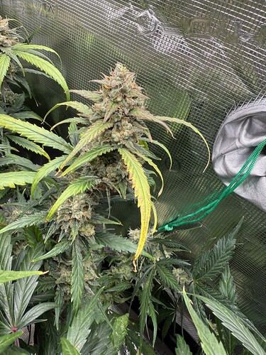 Growreport Bild 13