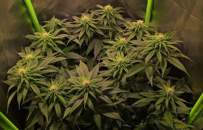 Growreport Bild 4