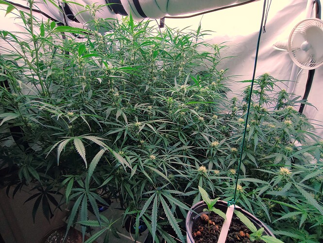Growreport Bild 4