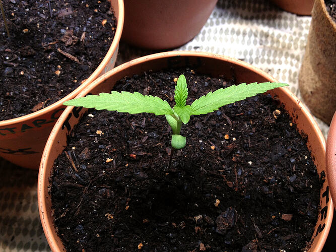 Grow26_0519_09